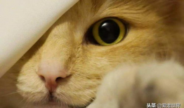 微密猫吃瓜爆料入口,独家内幕一网打尽