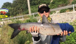 怎么钓青鱼视频大全,视频大全精华汇总